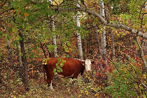 27092023
A cow blends in to the surrounding fall colours while grazing west of Brandon on Wednesday.
(Tim Smith/The Brandon Sun)