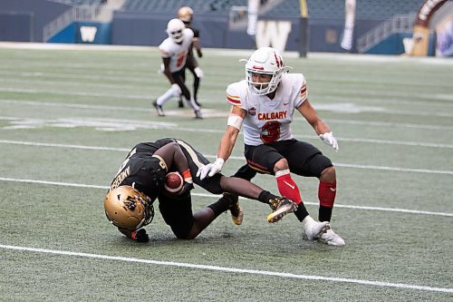 BROOK JONES / WINNIPEG FREE PRESS
The University of Manitoba Bison host the University of Calgary Dinos at IG Field in Winnipeg, Man., Sunday, Oct. 1, 2023. The Bisons earned a 34-21 victory over the Dinos. Pictured: Bisons running back Noah Anderson makes the catch during the fourth quarter. 
