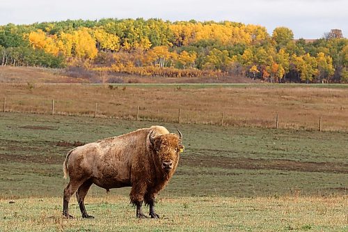 A bison is framed by fall foliage in the bison enclosure at Sioux Valley Dakota Nation on a wet Monday. (Tim Smith/The Brandon Sun)
