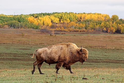 02102023
A bison is framed by fall foliage in the bison enclosure at Sioux Valley Dakota Nation on a wet Monday. (Tim Smith/The Brandon Sun)