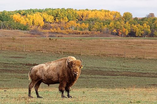 02102023
A bison is framed by fall foliage in the bison enclosure at Sioux Valley Dakota Nation on a wet Monday. (Tim Smith/The Brandon Sun)