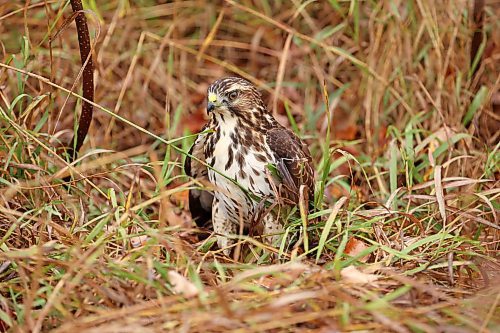 02102023
A hawk sits in tall grass along the side of a road outside Brandon on a wet Monday. (Tim Smith/The Brandon Sun)
