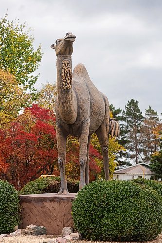 RUTH BONNEVILLE / WINNIPEG FREE PRESS

49.8 - Glenboro feature 

Glenboro Field Trip with stop at Stockton Ferry which is nearby. 

Photo of Glendoro's Camel statue. 


AV Kitching (she/her)

Arts & Life writer

