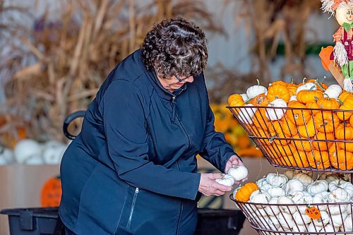 BROOK JONES / WINNIPEG FREE PRESS
Clandeboye resident Joan Wilkinson looks over mini pumpkins, while visiting Schwabe Pumpkins with her husband Murray on the afternoon of Friday, Oct. 6, 2023. Schwabe Pumpkins in the RM of St. Andrews is encouraging visitors to bring non-perishable food items to help fill a pumpkin bin worth of food to be dontated to the Selkirk Food Bank. Donations will be collected until Halloween. Schwabe Pumpkins is open Saturday from 10 a.m. to 6 p.m., Sunday and Thanksgiving Monday from 10 a.m. to 5 p.m. Things to do at Schwabe Pumpkins include: watre pump duck races, the small straw maze and pumpkin Tic Tac Toe. Wagons are also provide for pumpkin picking. 