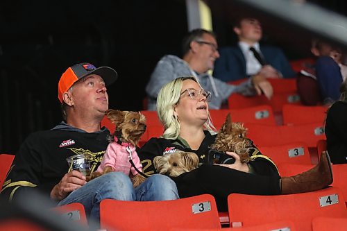 Evan Groening's stepdad Shawn and mother Rachelle sit with Yorkshire terriers, left to right, Cali, Willie and Hurley, during a unique Pucks and Paws promotion by the Brandon Wheat Kings that allowed fans to bring their dogs to the game. (Perry Bergson/The Brandon Sun)
Oct. 7, 2023