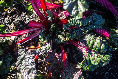MIKAELA MACKENZIE / WINNIPEG FREE PRESS

Chard, which is very hardy and frost-resistant, at the St. James Community Garden plot on Tuesday, Oct. 10, 2023. For Tyler story.
Winnipeg Free Press 2023.