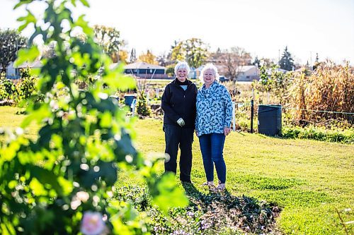 MIKAELA MACKENZIE / WINNIPEG FREE PRESS

Gayle Leverton, president of the St. James Horticultural Society (left), and Linda Wall, president of the Manitoba Horticultural Association, at the St. James Community Garden on Tuesday, Oct. 10, 2023. For Tyler story.
Winnipeg Free Press 2023.