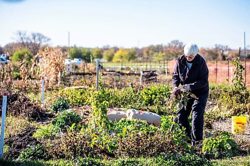 MIKAELA MACKENZIE / WINNIPEG FREE PRESS

Gayle Leverton, president of the St. James Horticultural Society, pulls a beet from her plot at the St. James Community Garden on Tuesday, Oct. 10, 2023. For Tyler story.
Winnipeg Free Press 2023.