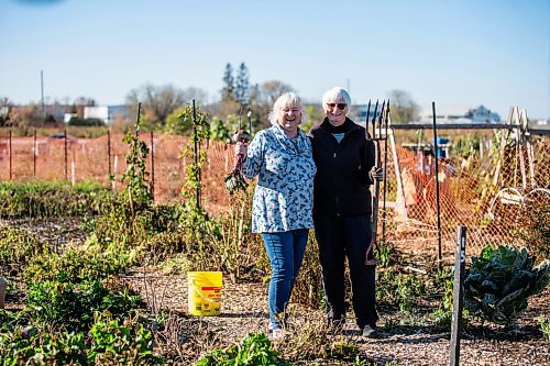 MIKAELA MACKENZIE / WINNIPEG FREE PRESS

Linda Wall, president of the Manitoba Horticultural Association (left), and Gayle Leverton, president of the St. James Horticultural Society, at the St. James Community Garden on Tuesday, Oct. 10, 2023. For Tyler story.
Winnipeg Free Press 2023.