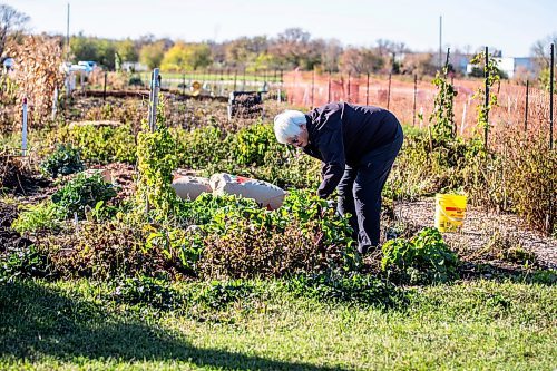 MIKAELA MACKENZIE / WINNIPEG FREE PRESS

Gayle Leverton, president of the St. James Horticultural Society, pulls a beet from her plot at the St. James Community Garden on Tuesday, Oct. 10, 2023. For Tyler story.
Winnipeg Free Press 2023.