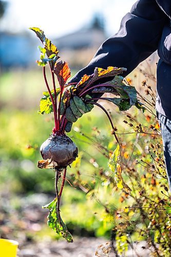 MIKAELA MACKENZIE / WINNIPEG FREE PRESS

Gayle Leverton, president of the St. James Horticultural Society, pulls a beet from her plot at the St. James Community Garden on Tuesday, Oct. 10, 2023. For Tyler story.
Winnipeg Free Press 2023.