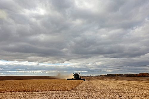 David Amos with Amos farms combines soybeans in a field west of Brandon on a cloudy Thursday afternoon. The farm is at the end of harvest and Amos hopes to finish combining soybeans by end of today. 
(Tim Smith/The Brandon Sun)