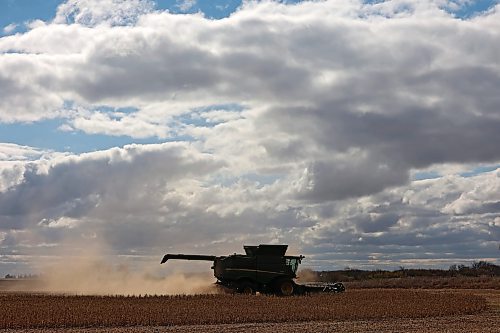 12102023
David Amos with Amos farms combines soybeans in a field west of Brandon on a cloudy Thursday afternoon. The farm is at the end of harvest and hoping to finish combining soybeans by end of today. 
(Tim Smith/The Brandon Sun)