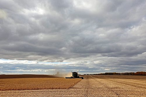 12102023
David Amos with Amos farms combines soybeans in a field west of Brandon on a cloudy Thursday afternoon. The farm is at the end of harvest and hoping to finish combining soybeans by end of today. 
(Tim Smith/The Brandon Sun)