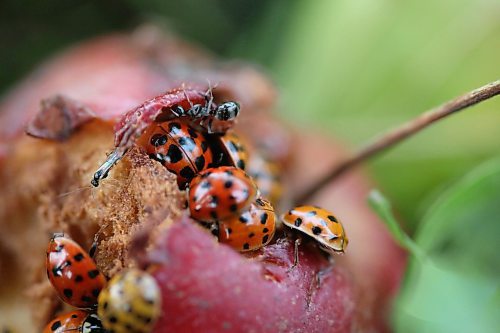 An ant and a fly join a small group of lady bugs and Asian lady beetles looking for food from a rotting apple under a tree near Gretna, in Southern Manitoba on Saturday. (Matt Goerzen/The Brandon Sun)