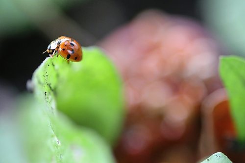 An Asian Lady Beetle clings to a leaf in search of food while dozens of ladybugs and lady beetles devour a rotting apple on the ground under an apple tree near Gretna in southern Manitoba on Saturday afternoon. (Matt Goerzen/The Brandon Sun)