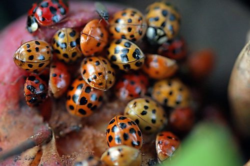 A small swarm of ladybugs &#x44a;also known as a &quot;loveliness&quot; &#x44a;eat the remains of a rotting crab apple in a backyard near Gretna in southern Manitoba. (Matt Goerzen/The Brandon Sun)