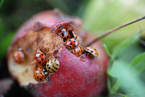 A small grouping of ladybugs eat the remains of a rotting crab apple in a backyard near Gretna in southern Manitoba. (Matt Goerzen/The Brandon Sun)