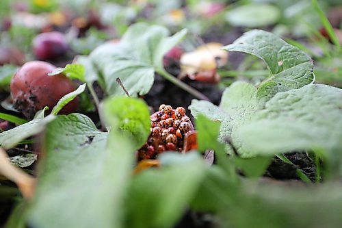 A small swarm of ladybugs &#x44a;also known as a &quot;loveliness&quot; &#x44a;eat the remains of a rotting crab apple that has fallen to the ground in a backyard near Gretna in southern Manitoba. (Matt Goerzen/The Brandon Sun)