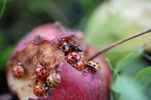 An ant joins a small group of lady bugs and Asian lady beetles looking for food from a rotting apple under a tree near Gretna, in Southern Manitoba on Saturday. (Matt Goerzen/The Brandon Sun)