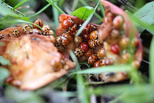 Asian lady beetles and lady bugs line the remains of a rotting apple on the ground under a tree near Gretna in Southern Manitoba on Saturday. (Matt Goerzen/The Brandon Sun)