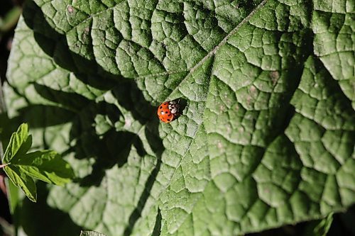 An Asian Lady Beetle crawls on an apple leafe in search of food in a garden near Gretna in southern Manitoba on Saturday afternoon. (Matt Goerzen/The Brandon Sun)
