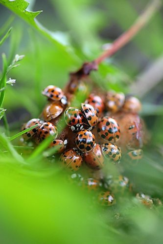 Lady bugs and Asian lady beetles push for space on a rotting apple in a tree in southern Manitoba near Gretna, seen here through the grass on the ground. (Matt Goerzen/The Brandon Sun)