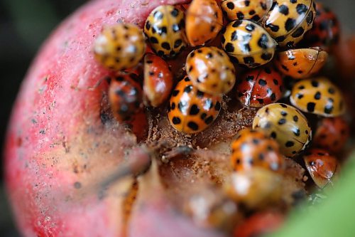 A small swarm of ladybugs &#x44a;also known as a &quot;loveliness&quot; &#x44a;eat the remains of a rotting crab apple in a backyard near Gretna in southern Manitoba. (Matt Goerzen/The Brandon Sun)