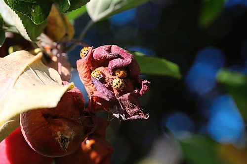 Lady bugs and Asian lady beetles forage on a rotting apple in a tree in southern Manitoba near Gretna. (Matt Goerzen/The Brandon Sun)
