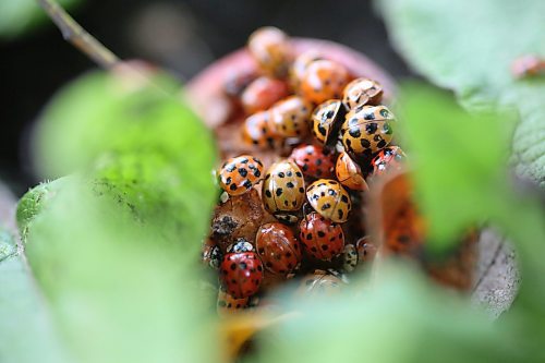 A small swarm of ladybugs &#x44a;also known as a &quot;loveliness&quot; &#x44a;eat the remains of a rotting crab apple that has fallen to the ground in a backyard near Gretna in southern Manitoba. (Matt Goerzen/The Brandon Sun)