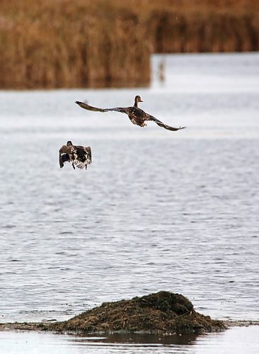A pair of ducks take off from a perch in a marsh northeast of Forrest, MB. on Wednesday afternoon. (Matt Goerzen/The Brandon Sun)