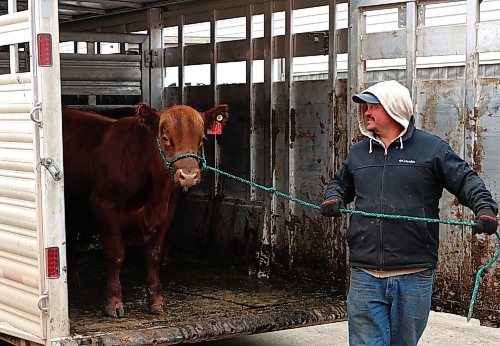 Jason McLaren from CAMO Cattle Co. in Neepawa unloads a Red Angus from the trailer. (Michele McDougall/The Brandon Sun) 