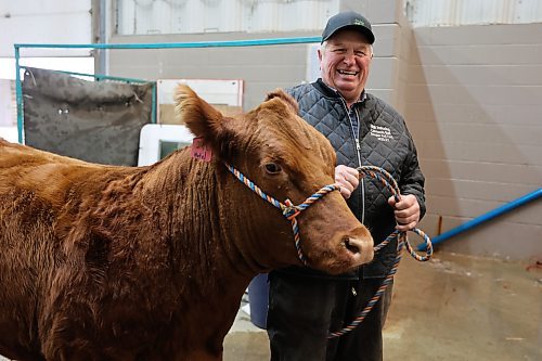 Kimber, a heifer from the NYK Cattle Company at Douglas, Man., in the cattle shower area. (Michele McDougall/The Brandon Sun)