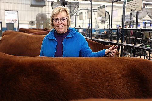 Lois McRae from Mar Mac Farms combing one of her Red Angus cattle. (Michele McDougall/The Brandon Sun)