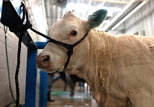 A Charolais heifer from Sunblade Charolais in Foxwarren in the shower area during the Ag Ex move-in day on Tuesday in Brandon. (Michele McDougall/The Brandon Sun)