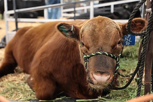 A Red Angus bull calf, less than a year old, during the Ag Ex move-in day on Tuesday in Brandon. (Michele McDougall/The Brandon Sun)