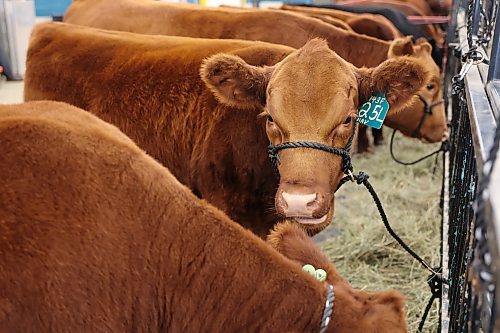 Red Angus cattle in the pen area from MARMAC Farms in Brandon during the Ag Ex move-in day on Tuesday in Brandon. (Michele McDougall/The Brandon Sun) 