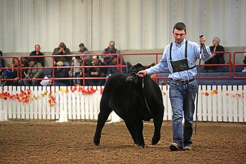 John Hogberg from Bar H Land and Cattle in Langenburg, Sask. guides a Black Angus heffer during the Little Lady Classic event at the Manitoba Ag Ex in the Keystone Centre on Wednesday afternoon. (Matt Goerzen/The Brandon Sun)