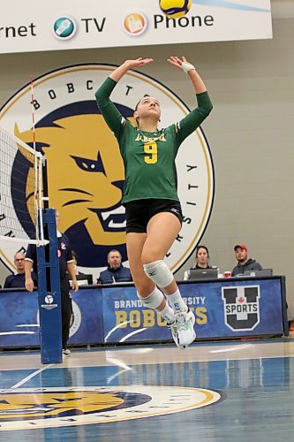 Alberta Pandas setter Justine Kolody of Winnipeg had a match-high 32 assists in a 3-0 win over the Brandon University Bobcats in their Canada West women's volleyball home opener at the Healthy Living Centre on Friday. (Thomas Friesen/The Brandon Sun)