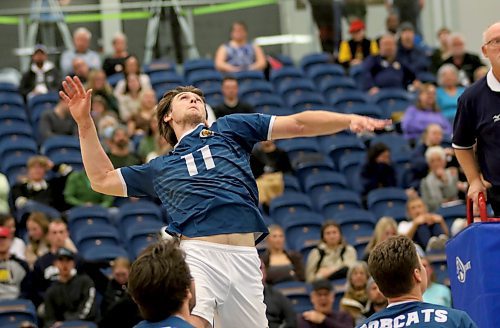 Liam Kindle had nine kills as the Brandon University Bobcats beat the Alberta Golden Bears 3-1 in their Canada West men's volleyball match at the HLC on Friday night. (Thomas Friesen/The Brandon Sun)