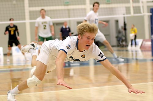 Bobcats left side Liam Pauls dives for an errant ball against the Alberta Golden Bears on Saturday. (Thomas Friesen/The Brandon Sun)