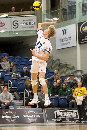 Liam Pauls started both matches on the weekend as the Brandon University Bobcats split the defending Canada West men's volleyball champion Alberta Golden Bears at the Healthy Living Centre. (Thomas Friesen/The Brandon Sun)