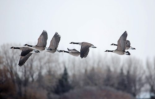 A flock of Canada Geeese take to the skies west of Brandon on a cold and blustery Monday afternoon. (Matt Goerzen/The Brandon Sun)