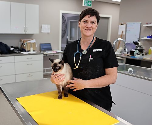 Veterinarian Dr. Marie North with a 14-year-old Siamese cat named Nala at the Carberry Small Animal Veterinary Clinic on Tuesday. (Michele McDougall/The Brandon Sun)