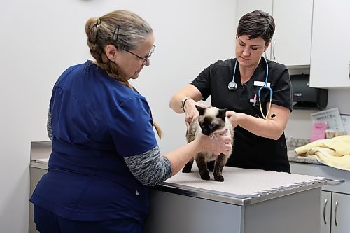 Veterinarian Dr. Marie North examines a 14-year-old Siamese cat named Nala, while Iris  Sprayberry, a registered veterinary technologist holds her steady at the Carberry Small Animal Veterinary Clinic on Tuesday. (Michele McDougall/The Brandon Sun)