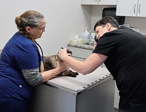 Veterinarian Dr. Marie North examines a 14-year-old Siamese cat named Nala, while Iris  Sprayberry, a registered veterinary technologist holds her steady at the Carberry Small Animal Veterinary Clinic on Tuesday. (Michele McDougall/The Brandon Sun)
