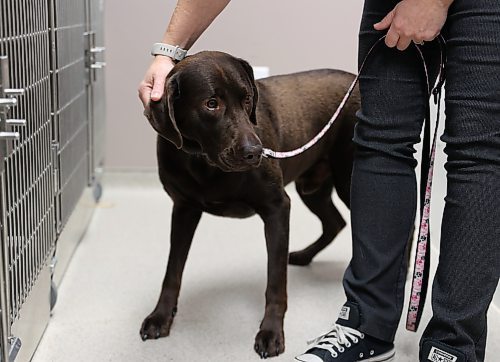 A two-year old Chocolate Labrador named Bau that was recently neutered at the Carberry Small Animal Veterinary Clinic on Tuesday, stands next to veterinarian Dr. Marie North. (Michele McDougall/The Brandon Sun)