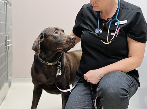 A two-year old Chocolate Labrador named Bau that was recently neutered at the Carberry Small Animal Veterinary Clinic on Tuesday, looks up to veterinarian Dr. Marie North. (Michele McDougall/The Brandon Sun)