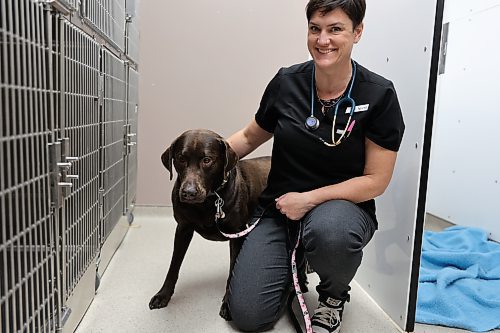 Dr. Marie North, veterinarian, sits with a two-year old Chocolate Labrador named Bau that was recently neutered at the Carberry Small Animal Veterinary Clinic on Tuesday. (Michele McDougall/The Brandon Sun)