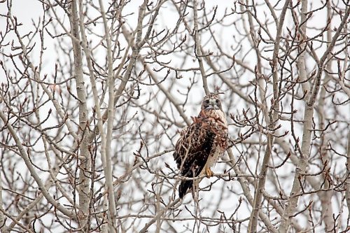 A red-tailed hawk watches traffic pass while perched in a tree along Highway 10 south of Erickson on Thursday afternoon. (Matt Goerzen/The Brandon Sun)
